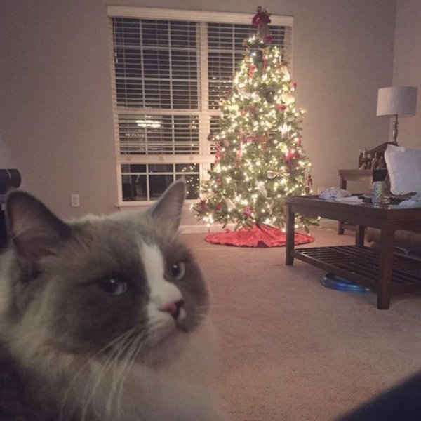 Кот свалил елку