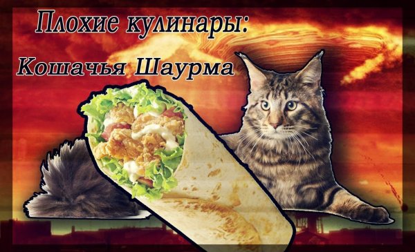 Котенок в шаурме