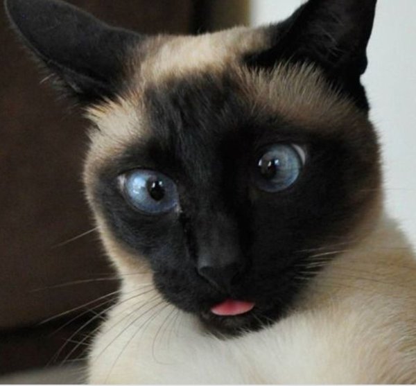 Сиам кошка Сиамская
