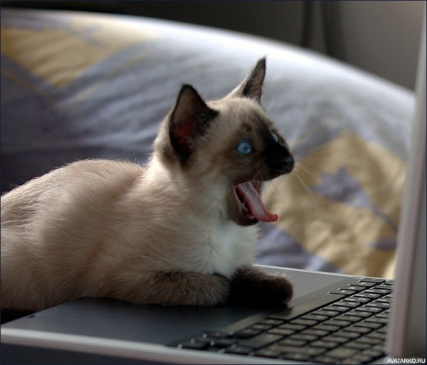 Сиамский кот