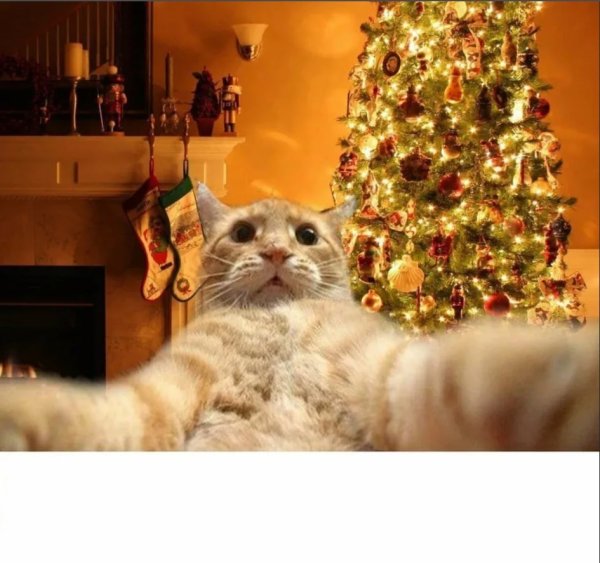 Джонни Кэтсвилл и елка