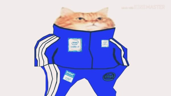 Кот в спортивках