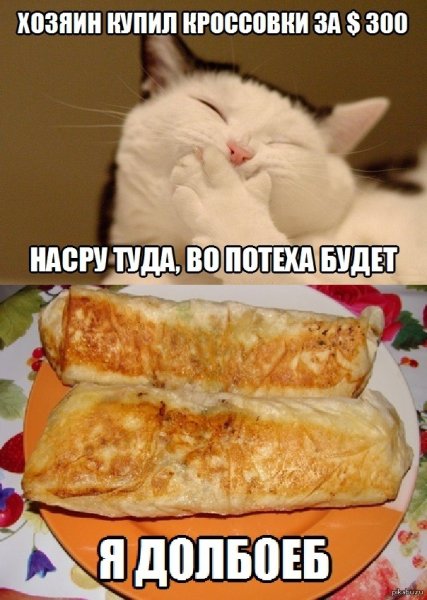 Шаурма из кошки