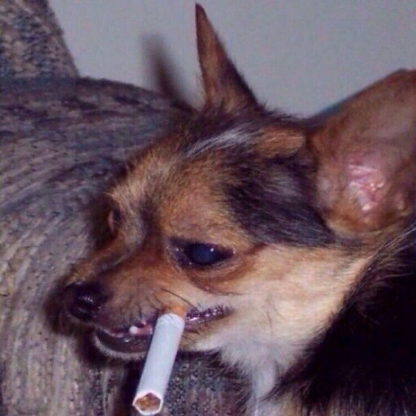Собака с сигаретой