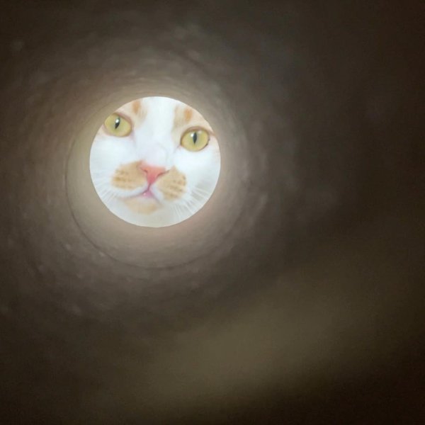 Кот с луной вместо лица