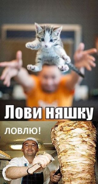 Котик в шаурме