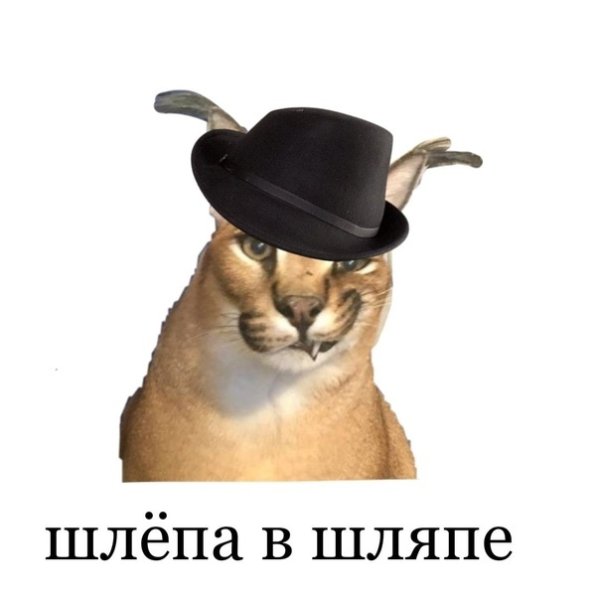 Покажи шляпу