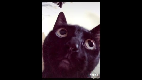 Черный кот трясется