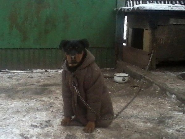 Собака в тулупе