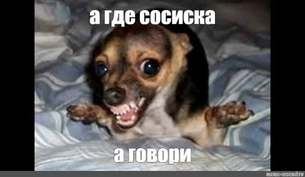 Мемы с собаками