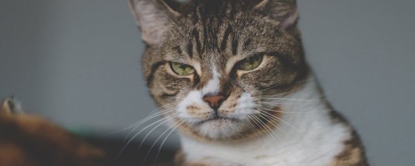 Взгляд кота