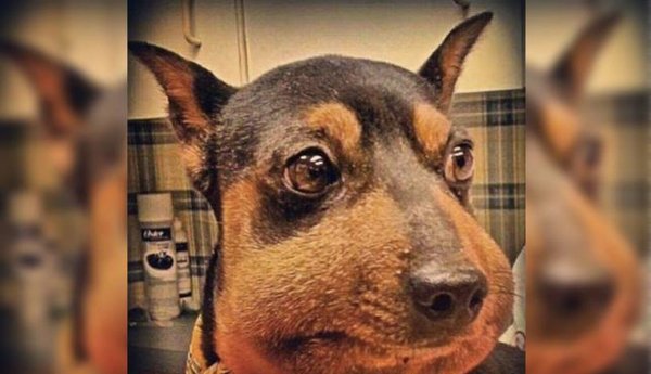 Собака которую укусила Оса