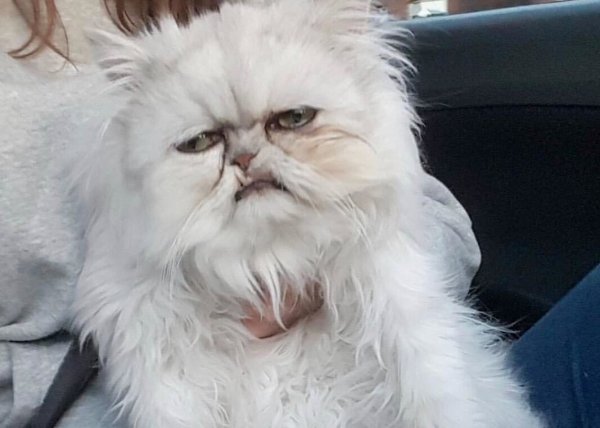 Лохматая кошка