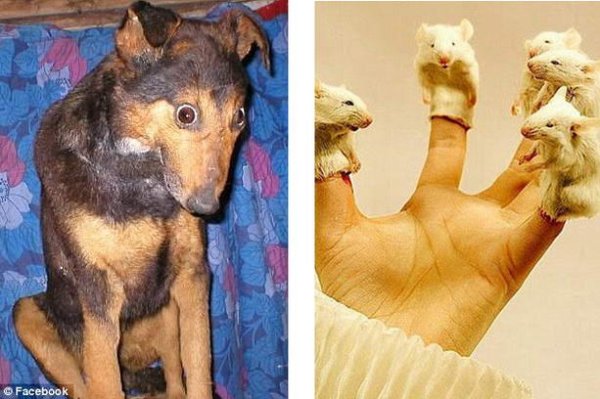 Неудачные чучела животных