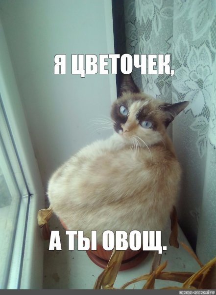 Сиамский кот Мем