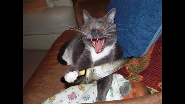 Котик с ножиком