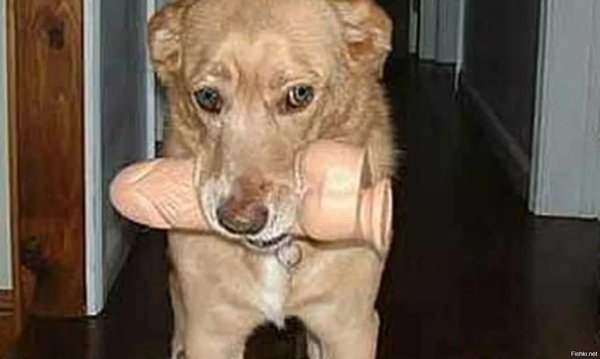 Собака с большими яичками