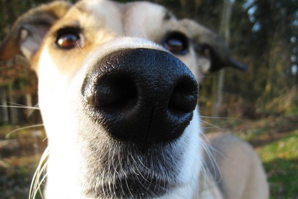 Пёс нюхает экран