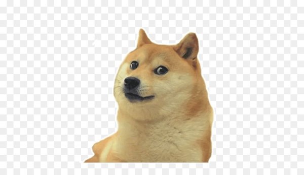 Сиба-ину Doge
