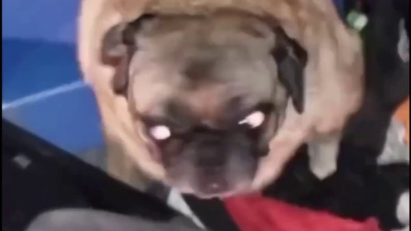 Мопс флексит 10 минут