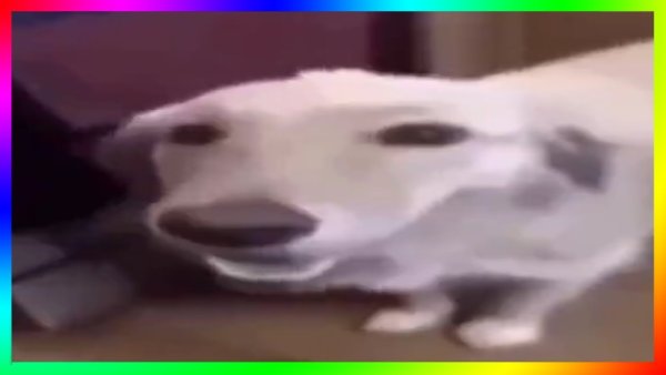 Смешная собака из тик тока