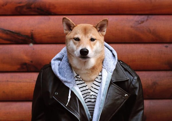 Пес в кожаной куртке