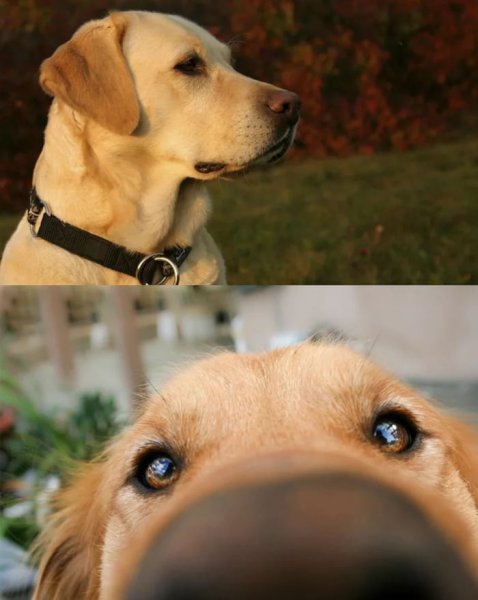 Мемы с собаками