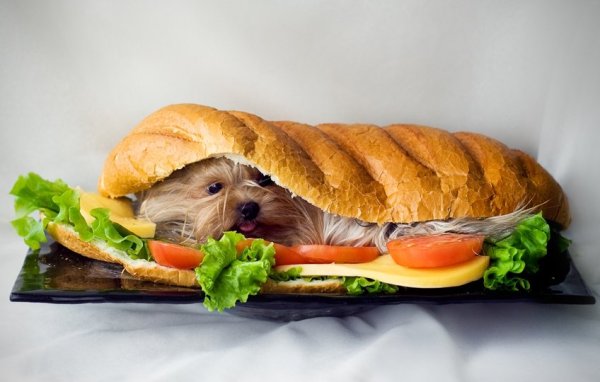 Собака гамбургер