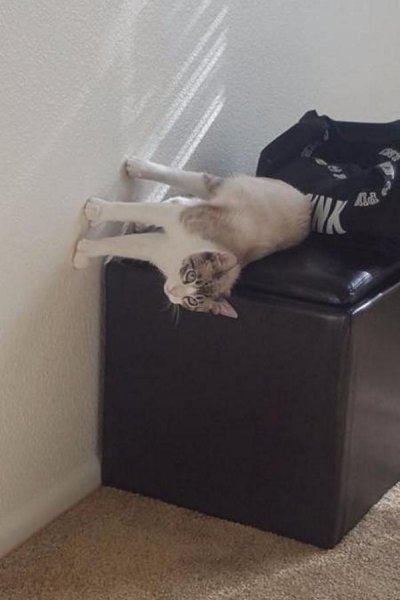 Кот валяется