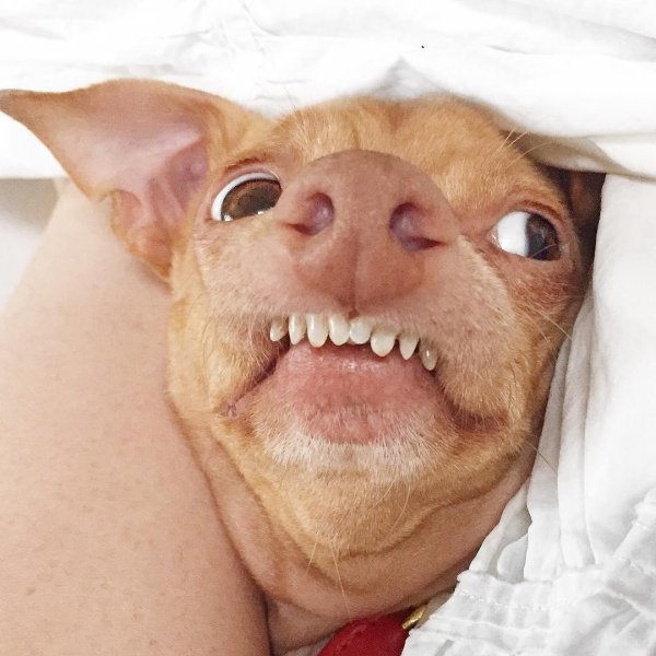 Смешные собаки