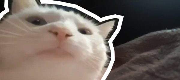 Белый кот флексит