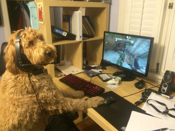 Собака PF rjvg.nthjv