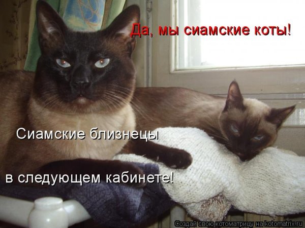 Смешные сиамские коты