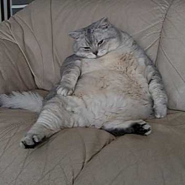 Очень жирный кот