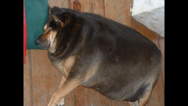 Собака породы ешь пей