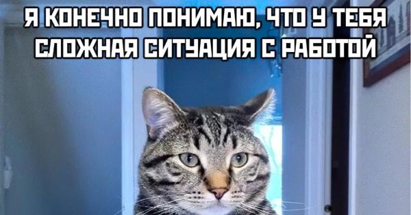 Грустный кот на заводе