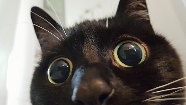 Кот с вытаращенными глазами