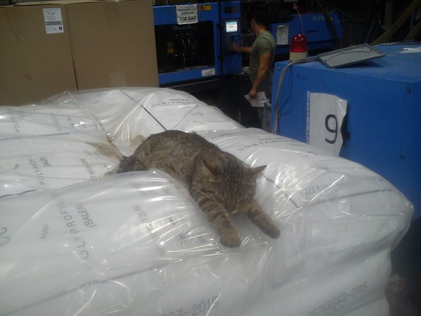 Котенок на заводе