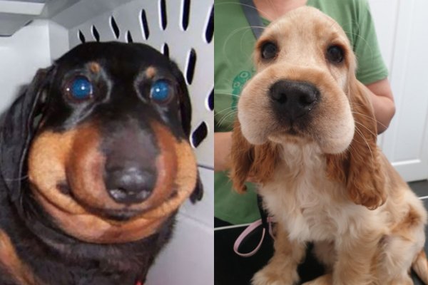 Собака которую укусила пчела