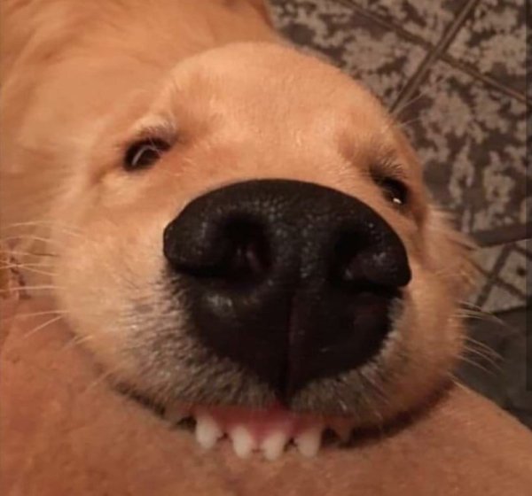 Смешные морды собак