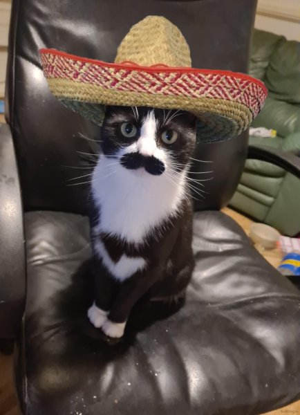 Буенес Диас пердрилас кот