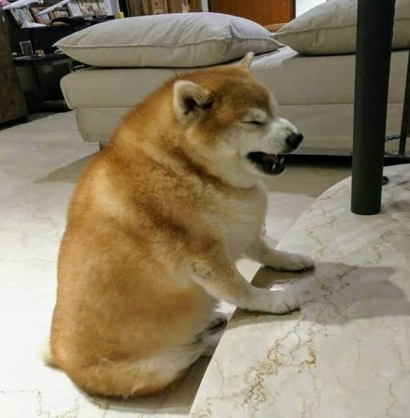 Жирная собака