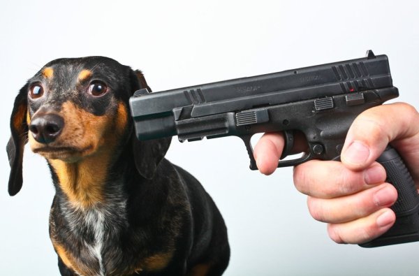 Собака с пистолетом