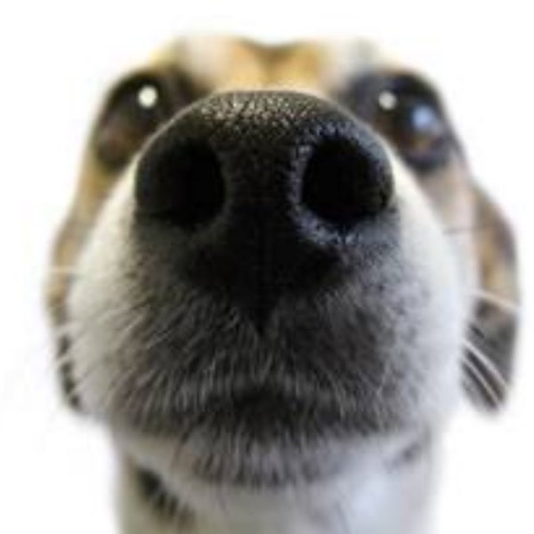 Носы животных