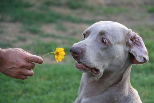 Эмоции животных