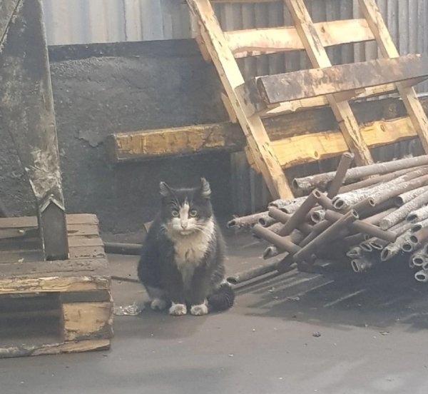 Заводские коты