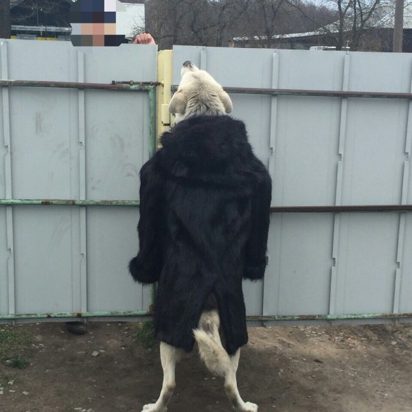 Пес в дубленке