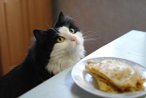 Кот с блинами на Масленицу
