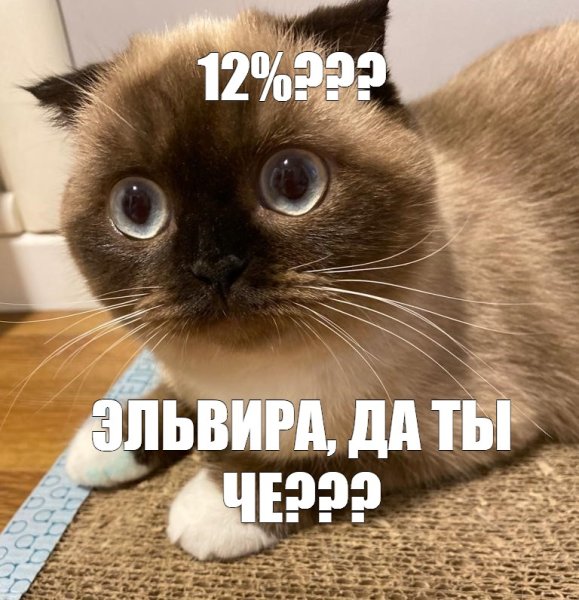 Сиамский кот из мема