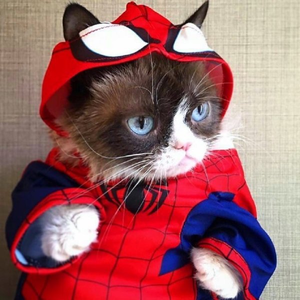 Кот в костюме
